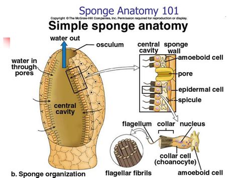 PPT - The Sponges – Phylum Porifera PowerPoint Presentation, free ...