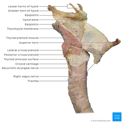 Muscles of the larynx: Anatomy, function, diagram | Kenhub