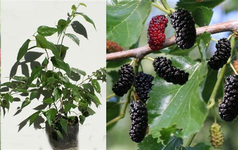 Planta De Arbol De Mora Morus Nigra Blackberry Mulberry - U$S 12,00 en ...