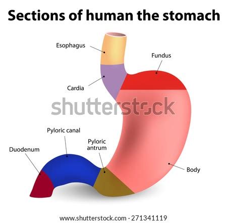 Pylorus Stock Images, Royalty-Free Images & Vectors | Shutterstock