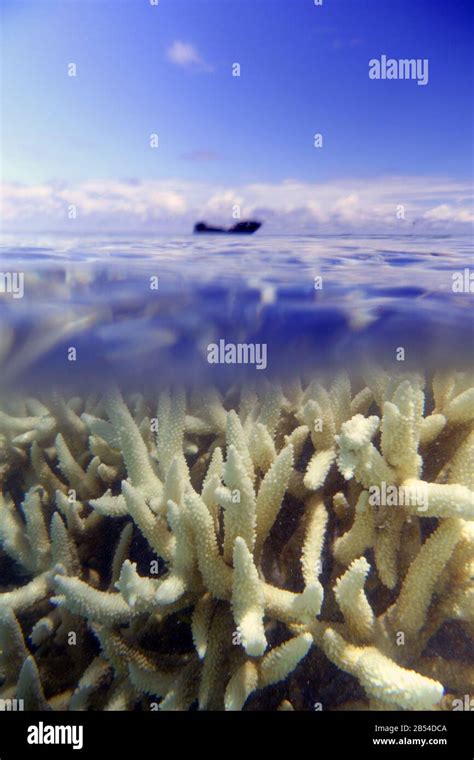 Bleaching shallow Acropora coral on reef flat, Heron Island, Capricorn Bunker Group, Great ...