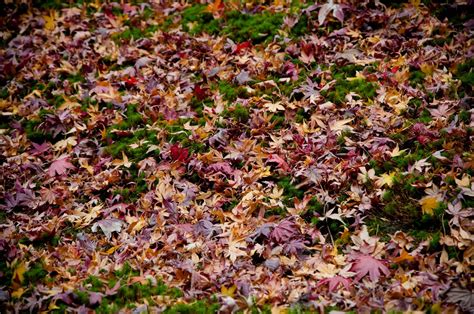 Quietly I see: Autumn in Kyoto