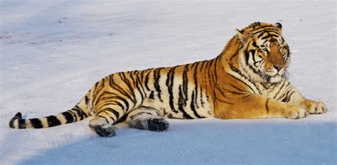 photoscope: Siberian Tigers