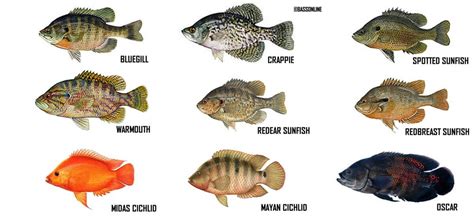 What Is A Panfish? Read This Complete Guide To Know What Are Panfish