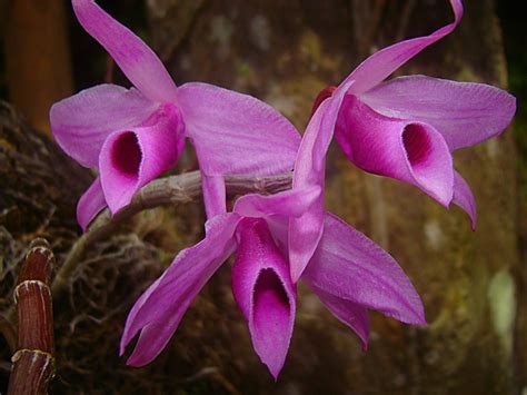 Dendrobium Anosmum | Orchid Plant Care