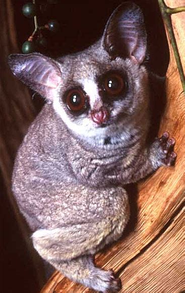 Galago - Bush Baby, Tiny African Primate | Animal Pictures and Facts | FactZoo.com