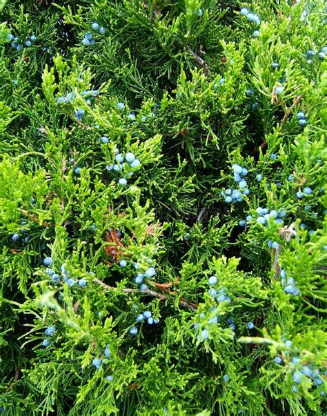 Juniper Evergreen Berries stock image. Image of berries - 31405