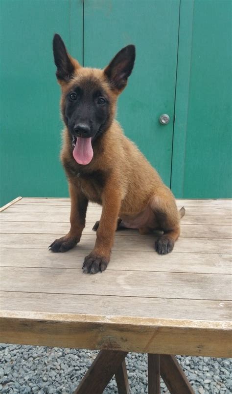 Belgian Shepherd Puppies For Sale | Orlando, FL #208011