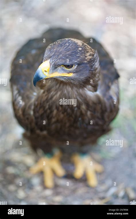 Steppe eagle - close-up portrait of this majestic bird of prey Stock ...