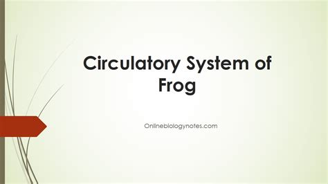 Frog Circulatory System Diagram