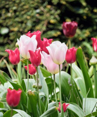 Planting bulbs in fall: 12 ways to plant bulbs for year-round color to ...