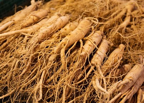 Ginseng | Description, Traditional Medicine, & Species | Britannica