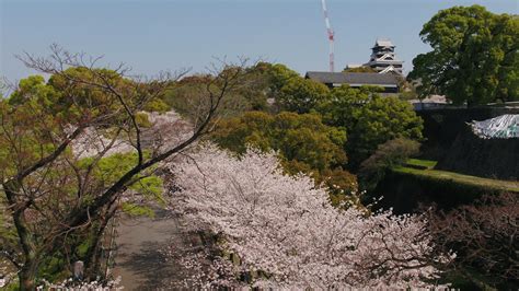 Cherry Blossoms at Kumamoto Castle – KUMAMOTO FIRED UP!