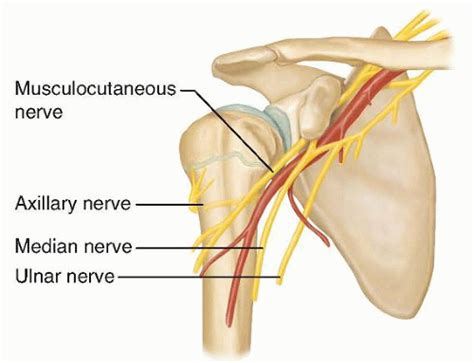 Pediatric Proximal Humerus Fractures | Musculoskeletal Key