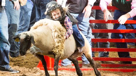 Registration for 2019 SA Rodeo mutton bustin' begins Saturday