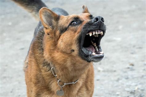 Are German Shepherds Aggressive? (Debunking the Myths) - World of Dogz