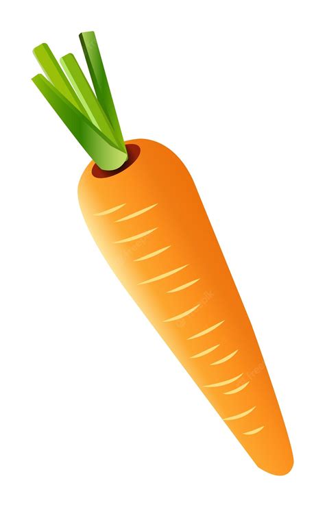 Premium Vector | Vegetable carrot vector