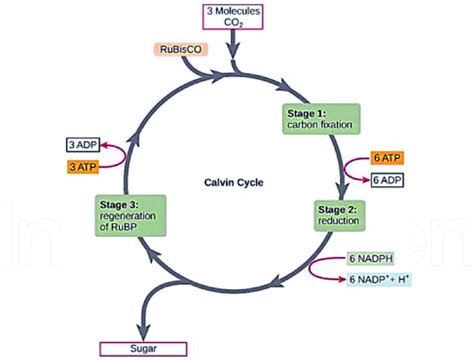 The Calvin cycle [20]. | Download Scientific Diagram