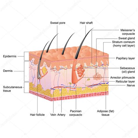 Hair Anatomy — Stock Vector © stockshoppe #9979255