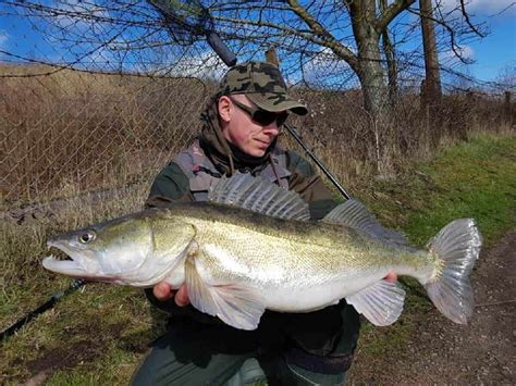 Walleye vs. Zander (Similarities and Differences) | Strike and Catch