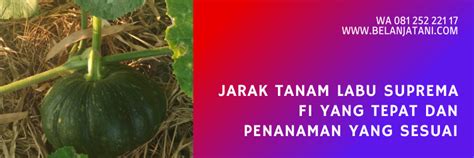 Jarak Tanam Labu Suprema F1 Yang Perlu Petani Perhatikan