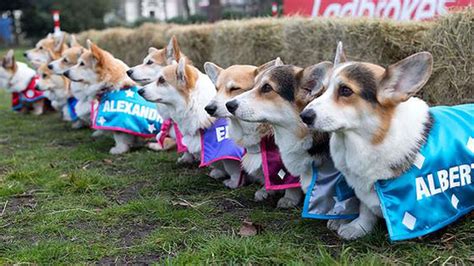 BREAKING: Corgis race to decide the name of the Royal Baby - SBNation.com