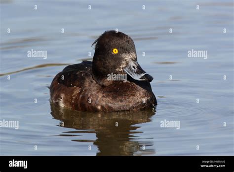 Female Tufted Duck Stock Photo - Alamy