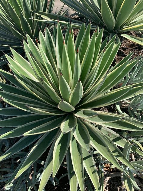 Agave angustifolia variegata Rare Succulent | Etsy