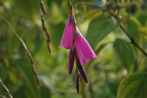 Dierama Pulcherrimum | Emerald Plants