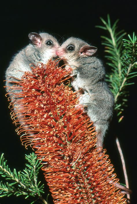 Eastern Pygmy Possum - The Australian Museum