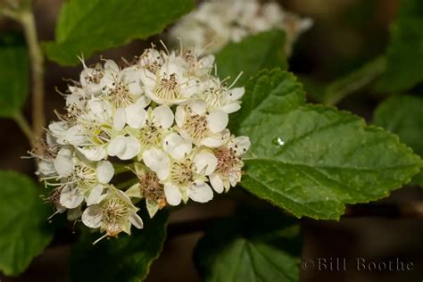 Common Ninebark | Trees and Shrubs | Nature In Focus