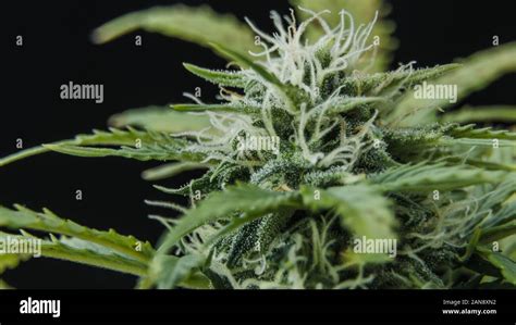 Trichomes marijuana hi-res stock photography and images - Alamy