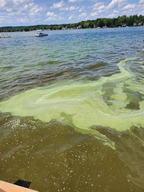 HABs Confirmed on Chautauqua Lake – Chautauqua Lake Association