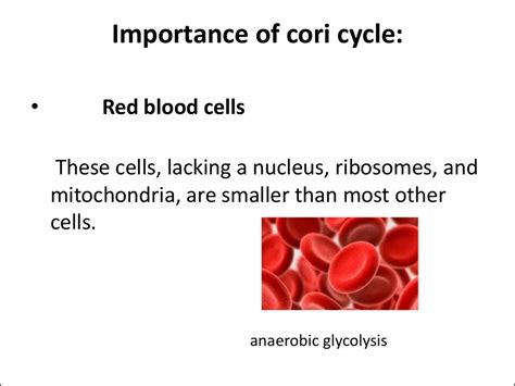 Cori cycle