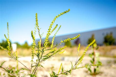 Allergies : comment reconnaître l’ambroisie