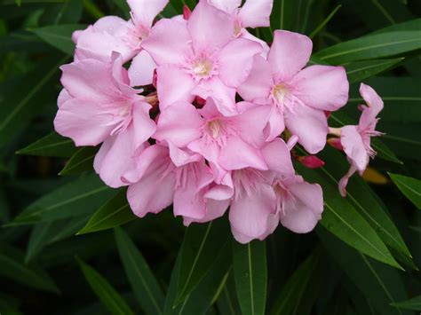 Houston Gardens: Lovely But Poisonous Oleander