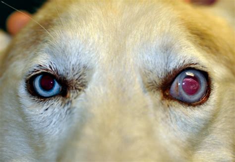 Beginning Glaucoma Dog