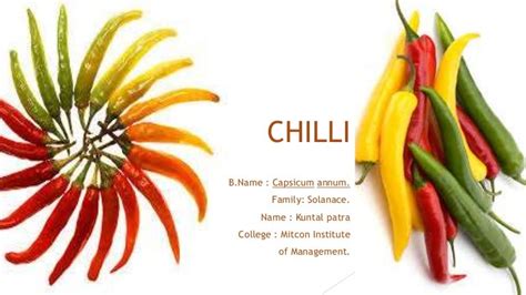 Chilli cultivation, trading process