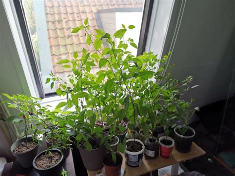 All my indoor pepper plants. 63 in total! : r/HotPeppers