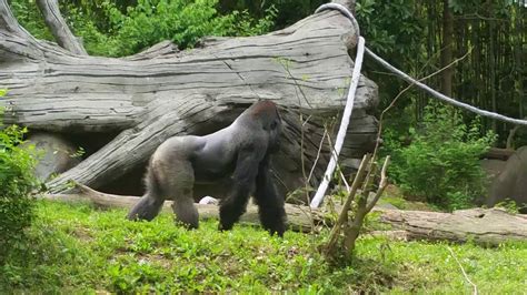 Zoo Atlanta Gorillas being playful! "MUST WATCH"! - YouTube