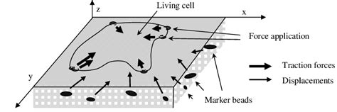 Scheme of the experimental setup for traction force analysis. A cell is ...