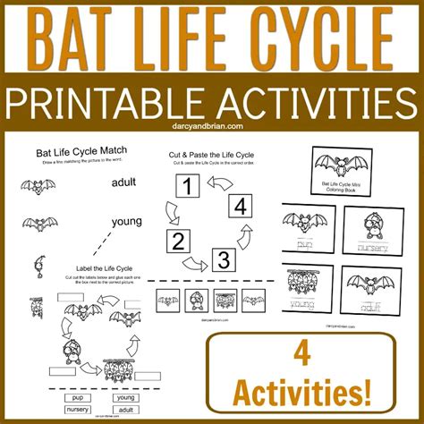 Printable Bat Life Cycle Activities