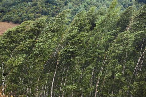 Strong winds make trees bow Stock Photo | Adobe Stock