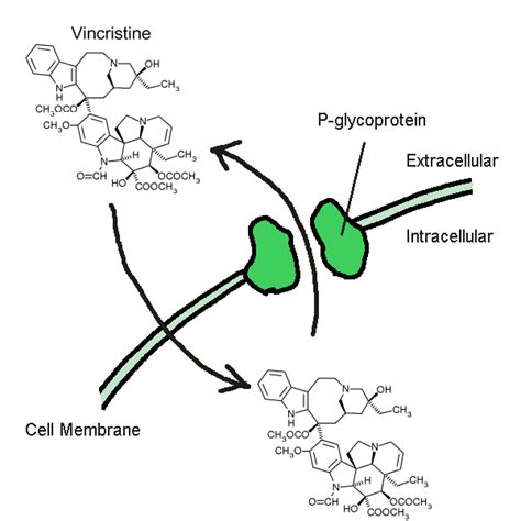 File:Function of P-glycoprotein.png - Wikimedia Commons