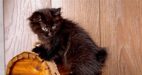 5 Things to Know About American Bobtails - Petful