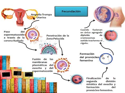 Mapa Mental De La Fecundacion | Images and Photos finder