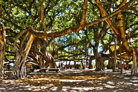 Banyan Tree Park - Maui. This tree was imported from India… | Flickr