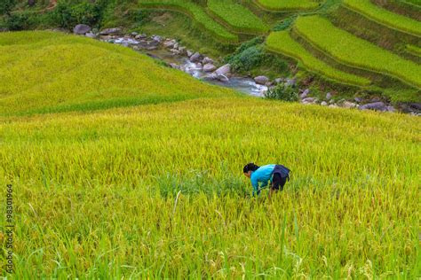 Rice fields on terraced of Ha Giang, Vietnam. Rice fields prepare the ...