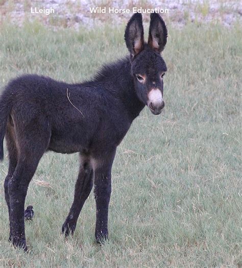 Burros (their habitat is under massive threat) – Wild Horse Education