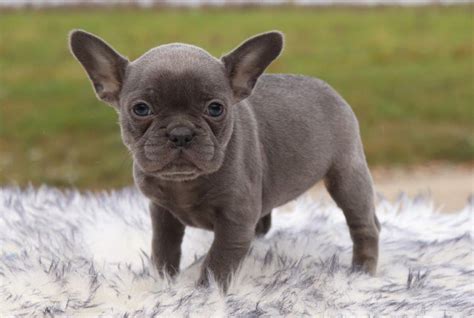 Adorable Frenchton Puppies for Sale » Frenchton Pups